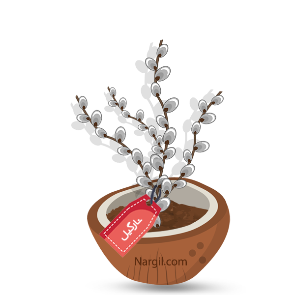  Nargil - Musk willow